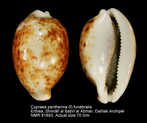 Cypraea pantherina (f) funebralis.jpg - Cypraea pantherina (f) funebralis (Sulliotti,1924)